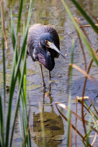白昼在水上的黑冠鹤